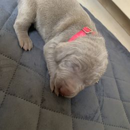 Weimaraner Puppies from Golden Hill’s Weimaraner’s