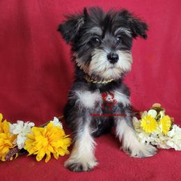 Trixie - Black and silver female Miniature Schnauzer puppy in Fairhope, Alabama from Puppy Sugars Kennels