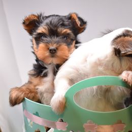 Girl 2 - female Yorkshire Terrier puppy in Hayward, California from NorCal Terrier Kennel