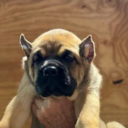 Red Collar - Fawn female Cane Corso puppy in Paris, Texas from Knucklehead Cane Corso