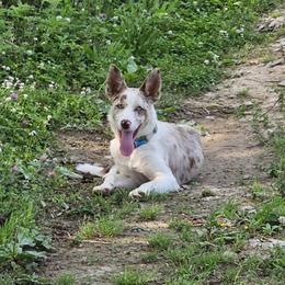 Quinn - Border Collie