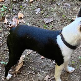 Bertha - Boston Terrier