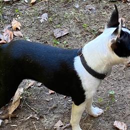 Bertha - Boston Terrier