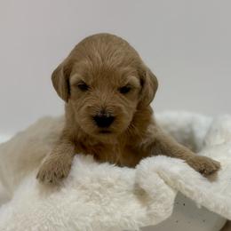 Clover - Apricot female Goldendoodle puppy in Kenansville, North Carolina from J+A Family Doodles