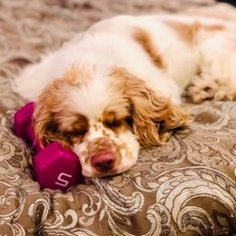 Cocker Spaniel All Grown Up from Kindred Cocker Spaniels in Kentucky