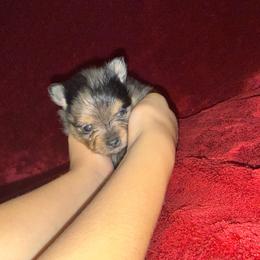 Opal - Blue merle female Pomeranian puppy in Tucson, Arizona from Pomutopia