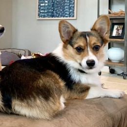 Pembroke Welsh Corgis from Palmers Pembrokes