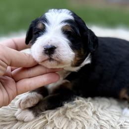 Mint (green collar) - Tri-color male Bernedoodle puppy in Colorado Springs, Colorado from Mercy Mountain Bernedoodles