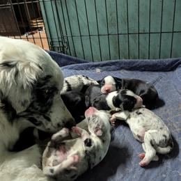 Australian Shepherd and Great Dane Puppies from AEW Farm