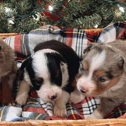 Toy Australian Shepherds from Emmy's Toy Aussies