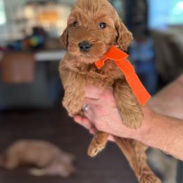 Orange Boy- miniGoldendoodle - Red  male Goldendoodle puppy in Piedmont, South Carolina from The Farm at Saluda Ridge