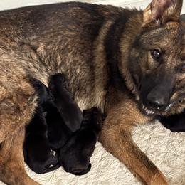 Boy 2 - Sable male German Shepherd puppy in Carbondale, Kansas from Cunningham German Shepherds, LLC