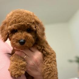 Milo - Red  male Poodle puppy in Berrien Springs, Michigan from Michigan Mini & Toy Red Poodles