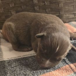 Spruce - Red phantom male Aussiedoodle puppy in Fort White, Florida from Sugar Camp Canine - Maxwell