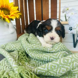 Ricotta - Black and white male Cavalier King Charles Spaniel puppy in Bellevue, Michigan from Phoenix Farm