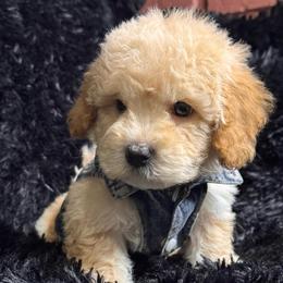 Max - Apricot male Maltipoo puppy in Bakersfield, California from Silvia's Maltipoos