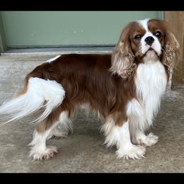 Cavalier King Charles Spaniel puppies from RoaringCreek