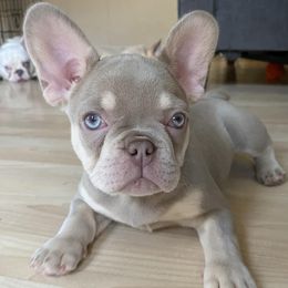 French Bulldogs from The Frenchie Lounge