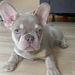 French Bulldogs from The Frenchie Lounge