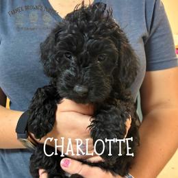 Charlotte - Black female Schnoodle puppy in Sedalia, Missouri from Farmer Brown's Puppies