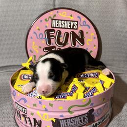 Miniature Australian Shepherd Puppies from All That Auss Mini Aussies