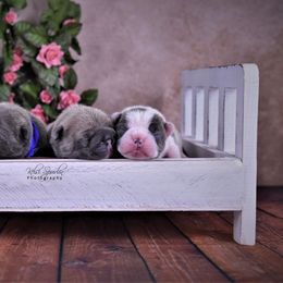 French Bulldog Puppies from Bullish Pride