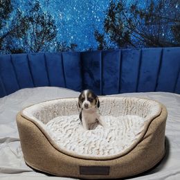 Runt Girl - Black tan and white female Beagle puppy in New River, Arizona from Desert Mountain Dobermans