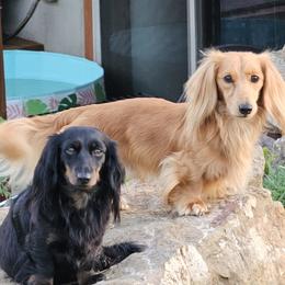 Dachshund puppies from Long Mountain Long Dogs
