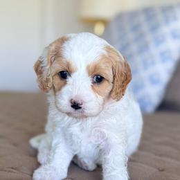 Dottie - Blenheim female Cavapoo puppy in Kennewick, Washington from The Little Park Farm