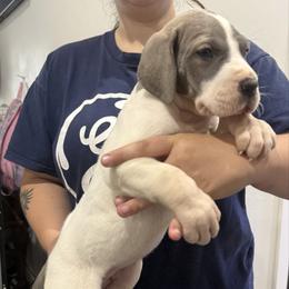 Connelly - Blue and white female Great Dane puppy in Florida from Beachside Kennels