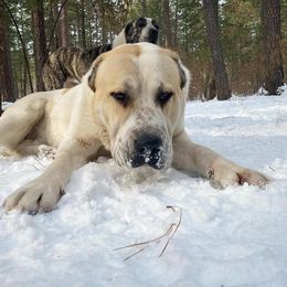 Central Asian Shepherd Dog All Grown Up from Alabaivalley