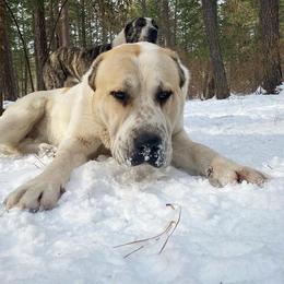 Central Asian Shepherd Dog All Grown Up from Alabaivalley