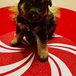 German Shepherd Puppies from Vom Haus Bella GSD’s