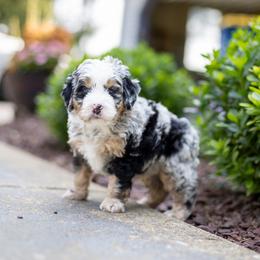 Cash - Merle male Bernedoodle puppy in Narvon, Pennsylvania from CBKB Bernedoodle’s