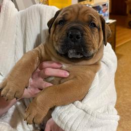 Blue collar male - Red male Boerboel puppy in Rockford, Illinois from Adoraboerboels