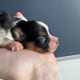 Shamrock - White black and tan male Papillon puppy in West End, North Carolina from Papillons in the Pines