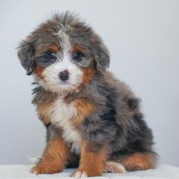 Pebbles - Merle female Bernedoodle puppy in Dundee, Ohio from Down Home Doodle