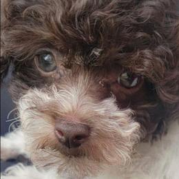 Brownie - Parti female Poodle puppy in Mapleton, Utah from Caboodles Of Poodles