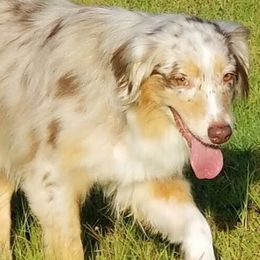 Australian Shepherds from Reeves Australian Shepherds