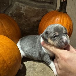 Bebe - White and blue female Teddy Roosevelt Terrier puppy in Cumming, Georgia from Barnett’s Rambling Terriers