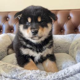 Snowy - Black and tan female Shiba Inu puppy in San Francisco, California from Bay Area Shiba Inu