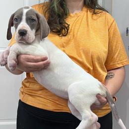 Connelly - Blue and white female Great Dane puppy in Florida from Beachside Kennels