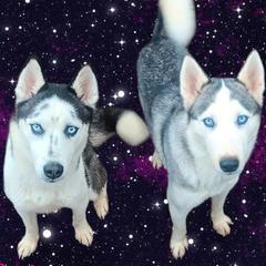 Poodles and Siberian Huskies from Warburton's Heavenly Kennels