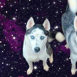 Poodles and Siberian Huskies from Warburton's Heavenly Kennels