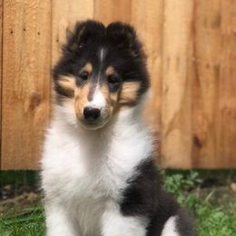 Collie Puppies from Commander Collies