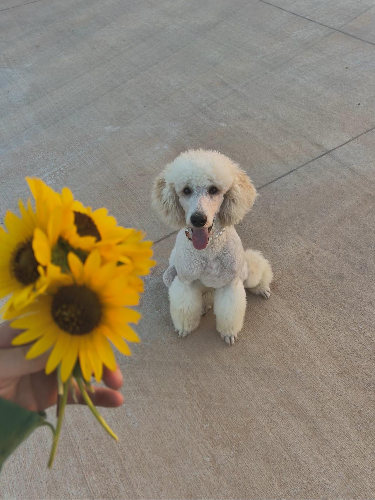 Sophie