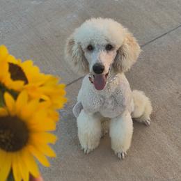 Sophie - Poodle
