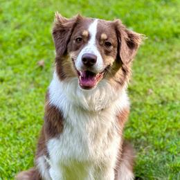 Tula - Australian Shepherd