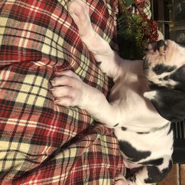 Great Dane and Miniature Schnauzer Puppies from River Valley Great Danes