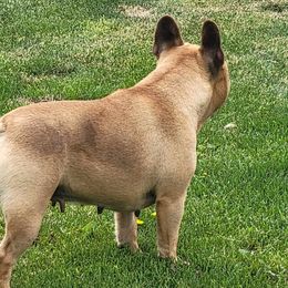 Tilly - French Bulldog